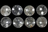 Lot: Round Dishes With Goniatite Fossils - Pieces #119382-1